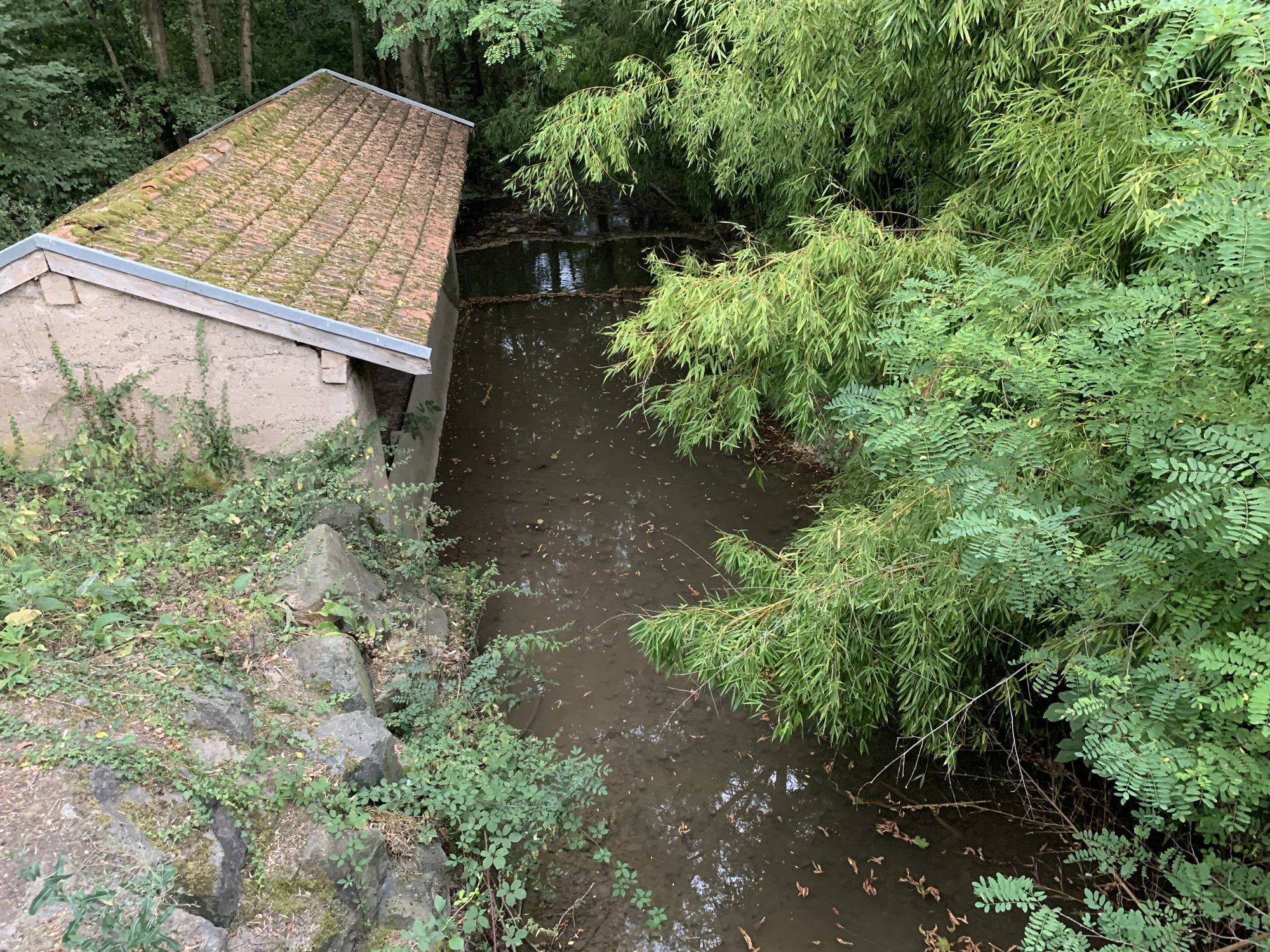 Le ruisseau de la Mâtre à Messimy-sur-Saône.